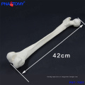 PNT-7001 tamanho de vida de alta qualidade thighbone femur bone model